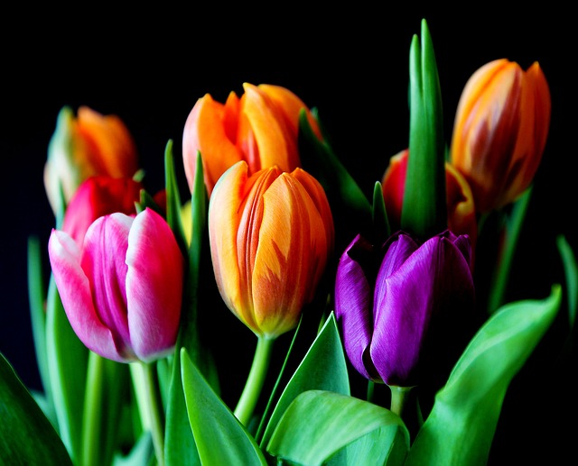 barevné tulipány